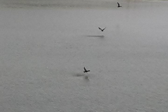 Laguna El Junco