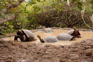 galapaguera