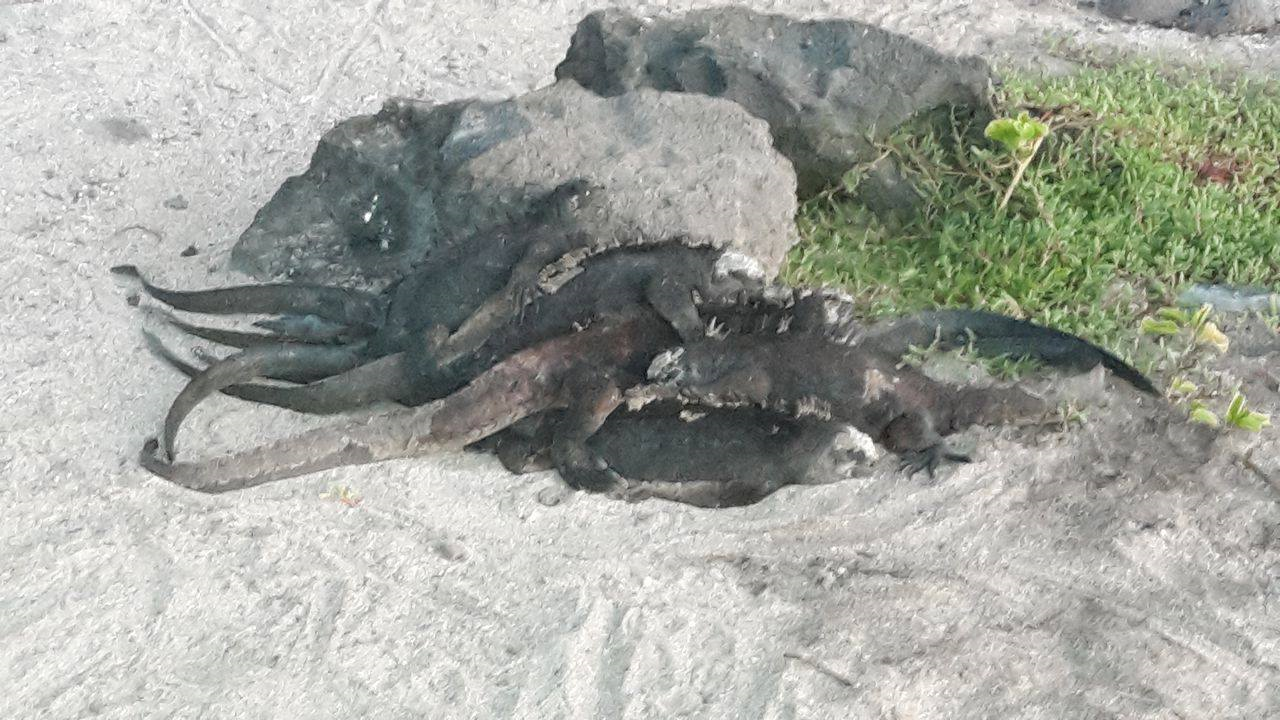 Iguanas marinas