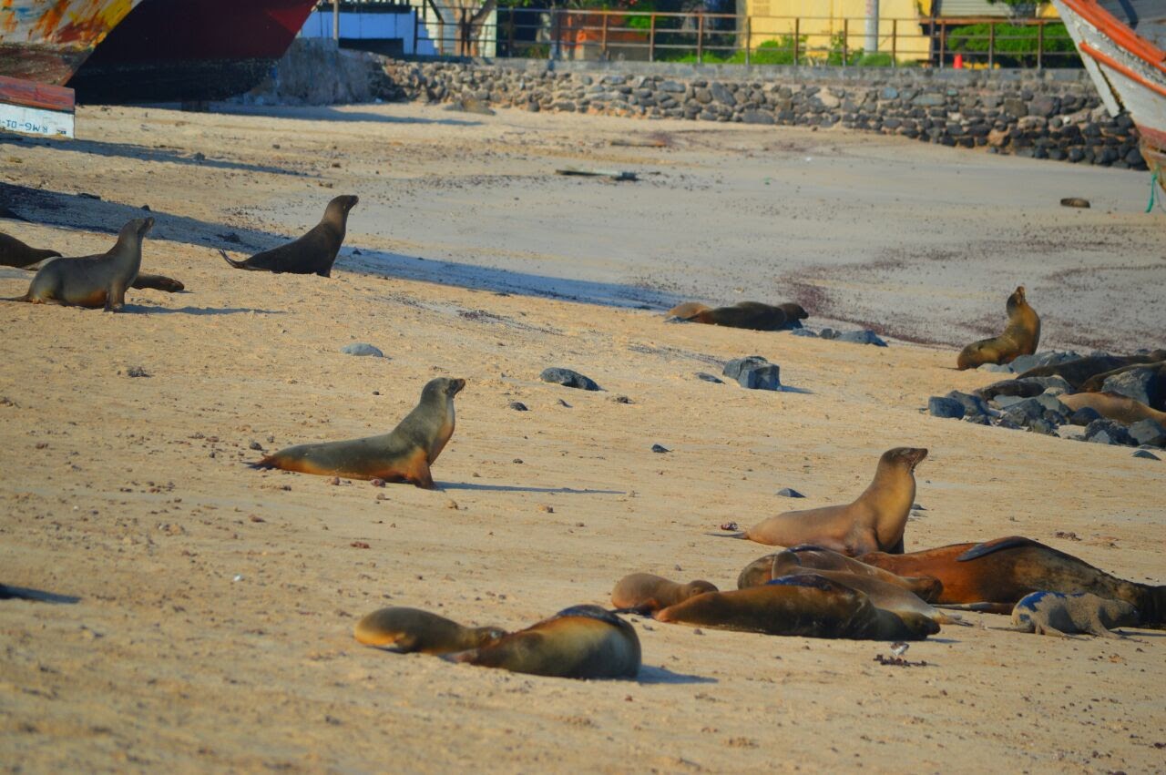 Playa Los Marinos
