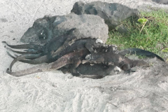 Iguanas marinas